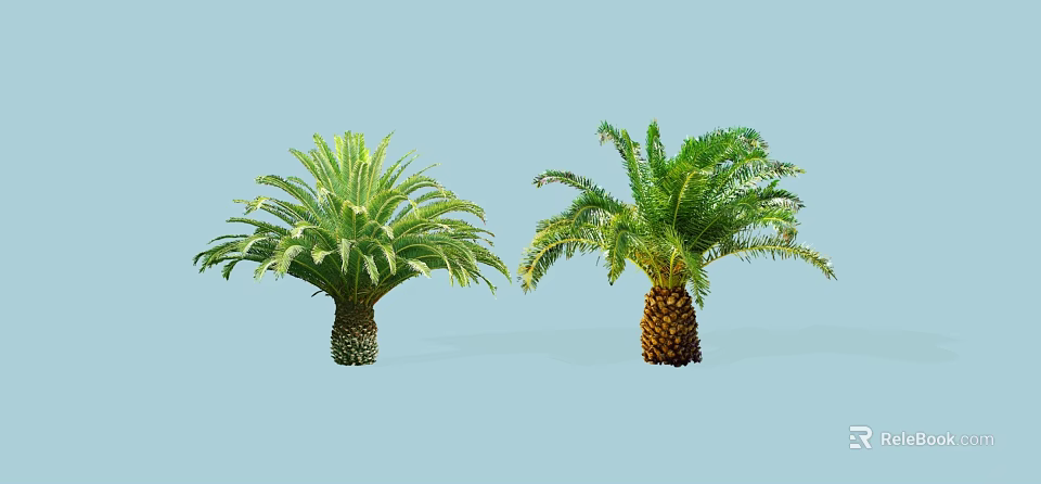 Lush Green Cycas and Palm Trees with Feathery Fronds and Textured Trunks 3d model 