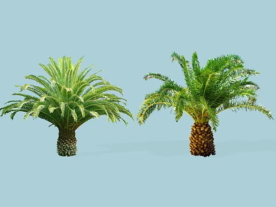 Lush Green Cycas and Palm Trees with Feathery Fronds and Textured Trunks 3d model
