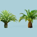 Lush Green Cycas and Palm Trees with Feathery Fronds and Textured Trunks