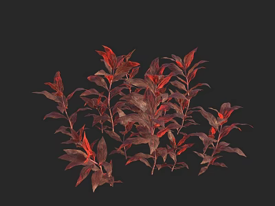 Red And Purple Leaf Plants With Vibrant Foliage On Black Background 3d model