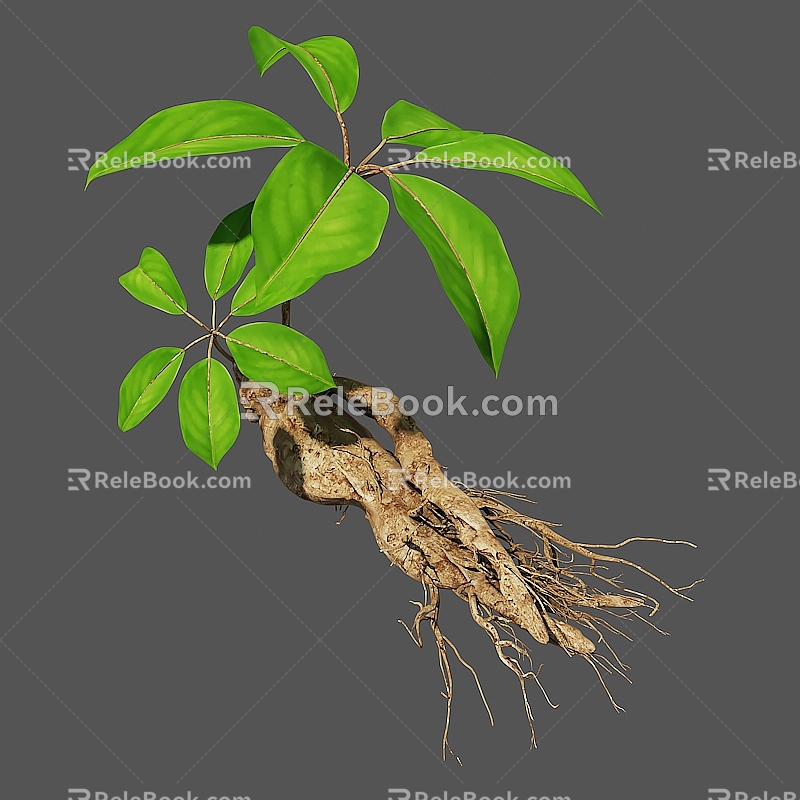 Chinese medicine Millennium wild ginseng 3d model