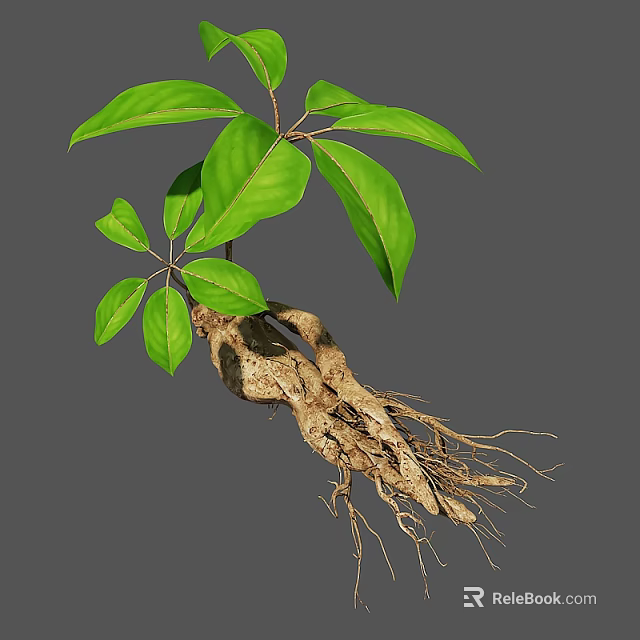 Fresh Organic Edible Root Vegetable With Green Leaves And Fibrous Roots 3d model 