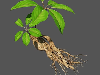 Fresh Organic Edible Root Vegetable With Green Leaves And Fibrous Roots 3d model