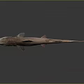 Realistic Brownish Shark With Red Fins In Side View On Smooth Reflective Surface