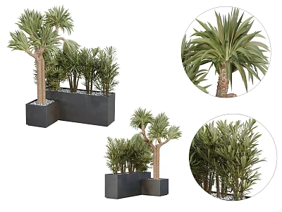 Potted Bonsai Plants with Lush Palm Leaves and Black Square Pots 3d model