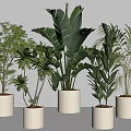 Multiple Green Potted Plants in White Pots with Various Leaf Shapes for Indoor Minimalist Decor