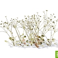 Modern Northeast Dianmei Traditional Chinese Medicine Plant 3d model