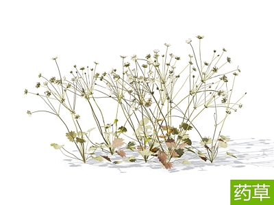 Modern Northeast Dianmei Traditional Chinese Medicine Plant 3d model