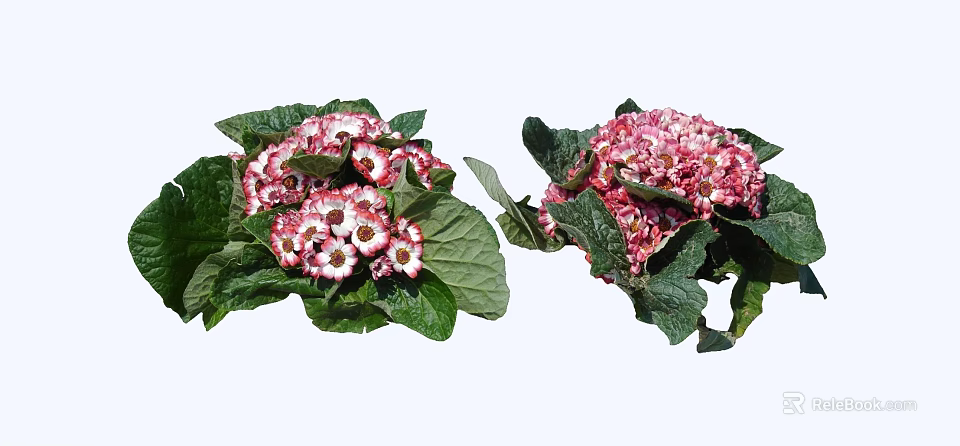 Two Bunches of Blooming Pink and White Flowers with Green Leaves 3d model 