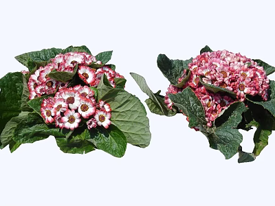 Two Bunches of Blooming Pink and White Flowers with Green Leaves 3d model