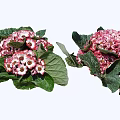 Two Bunches of Blooming Pink and White Flowers with Green Leaves