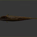 Brown Spotted Fish With Yellow Fins And Slender Body On Gray Background