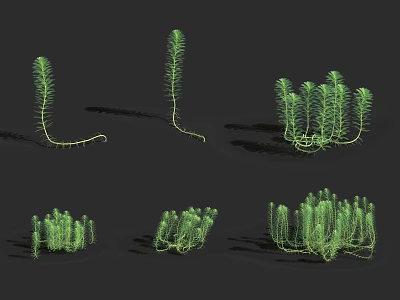 Lush Green Herbaceous Plants with Single Stems and Clustered Growth for Garden Decoration 3d model