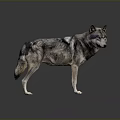 Gray Black Wolf Standing With Alert Posture On Dark 3D Rendered Background