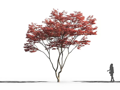 Tall Tree With Vibrant Red Leaves Against White Background And Person Walking Under 3d model