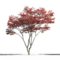 Tall Tree With Vibrant Red Leaves Against White Background And Person Walking Under