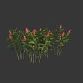 Vibrant Red Flowering Plants With Lush Green Leaves In Garden Arrangement