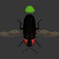 Detailed View of Black Beetle with Red Head Brown Wings and Green Tail
