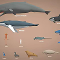 Various Marine Animals With Sperm Whales Dolphins Penguins Seals And Walruses