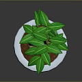 Indoor Decorative Plant with Twisted Stems Green Leaves in White Pot with Purple Stripes