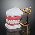 Dental Model With White Teeth Pink Gums And Gold Metal Frame On White Base