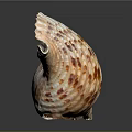 Aquatic Animal Conch Shell With Spiral Shape And Brown White Patterns On Dark Background 3d model