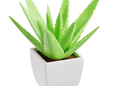 Green Aloe Vera Plant in White Square Pot with Brown Soil and Healthy Leaves 3d model