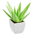 Green Aloe Vera Plant in White Square Pot with Brown Soil and Healthy Leaves