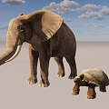 Elephant Turtle 3d model