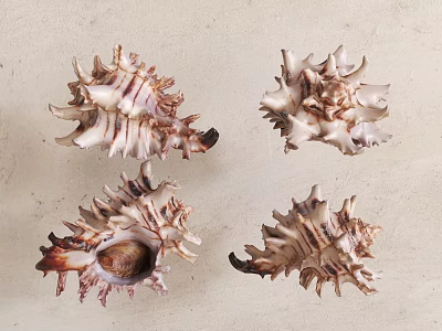 Four Spiky Textured Brown And White Aquatic Animal Conch Shells On Light Background 3d model