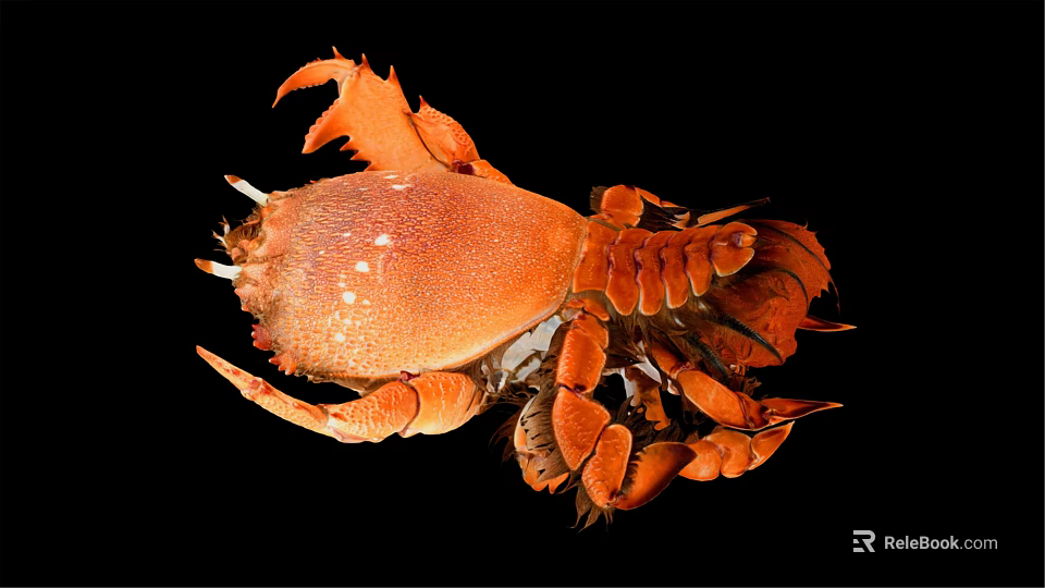 Orange Aquatic Animal Crab With Large Claws And Distinct Body Structure 3d model 