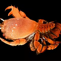 Modern Crab 3d model