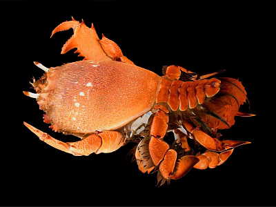 Orange Aquatic Animal Crab With Large Claws And Distinct Body Structure 3d model