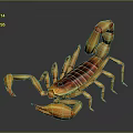 Shiny Orange Brown Reptile Scorpion With Large Pincers And Curved Tail On Dark Background