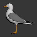 Seagull With White Body Grey Wings Orange Beak And Orange Feet On Dark Background