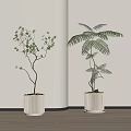 Leafy Bonsai and Fern Potted Plants in Ribbed White Pots for Indoor Decorative