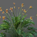 Bird of Paradise Plant With Large Green Leaves And Vibrant Yellow Flowers