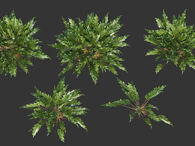 Different Types Of Green Shrubs With Lush Foliage And Varied Leaf Shapes 3d model