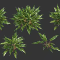 Different Types Of Green Shrubs With Lush Foliage And Varied Leaf Shapes