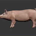 Realistic Full Body Pink Pig Standing On Dark Background With Clear Reflection 3d model