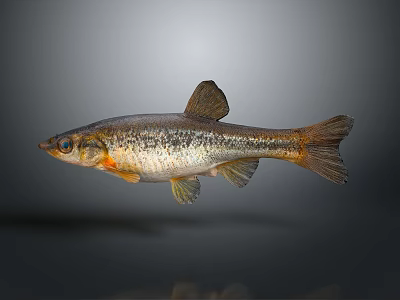 Realistic Fish Sculpture With Intricate Scales And Lifelike Fin Details 3d model