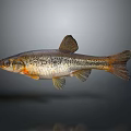 Realistic Fish Sculpture With Intricate Scales And Lifelike Fin Details