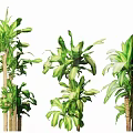 Different Types of Decorative Indoor Trees With Lush Green Leaves
