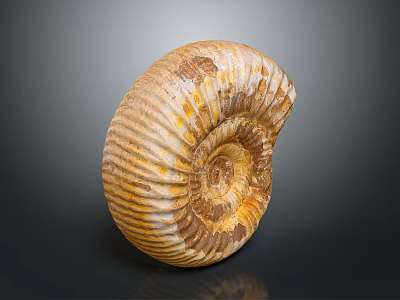 Ammonite Fossil With Yellowish Brown And White Striped Spiral Shell On Dark Background 3d model