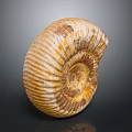 Ammonite Fossil With Yellowish Brown And White Striped Spiral Shell On Dark Background