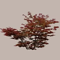 Autumn Arbor with Red and Orange Leaves Lush Branches Isolated on White Background