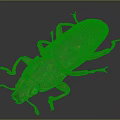 Detailed Reddish Brown Spotted Beetle With Red Legs On Dark Background