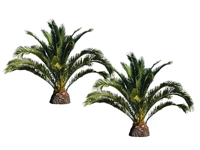 Two Lush Palm Trees With Green Fronds And Thick Textured Trunks 3d model