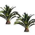 Two Lush Palm Trees With Green Fronds And Thick Textured Trunks