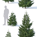 modern tree spruce tree landscape tree 3d model